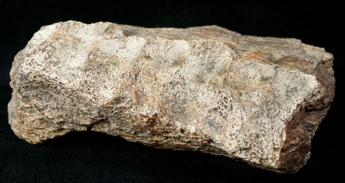 Triceratops Lower Jaw Section - Montana #13563